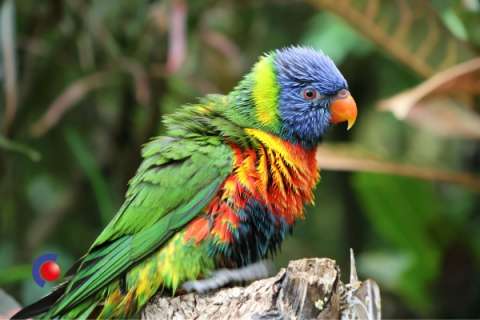 Vogel op de Canarische Eilanden